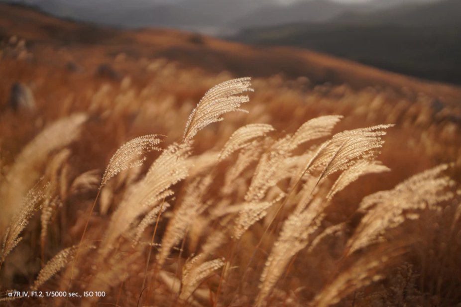 Sony FE 50mm f1.2 G Master Örnek Fotoğraf