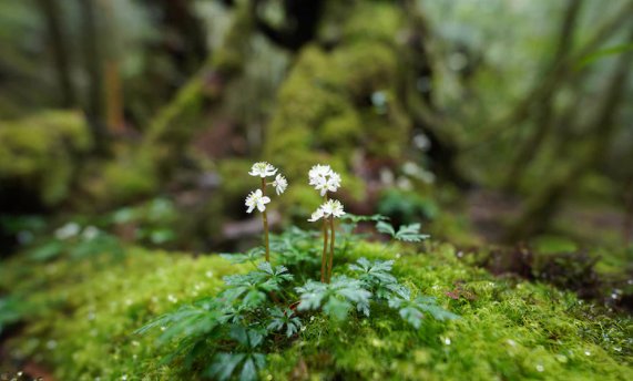 Sony FE 14mm f1.8 G Master bokeh