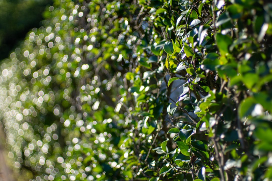 SONY α7RIV + PENTAX FA43mm F1.8 Limited