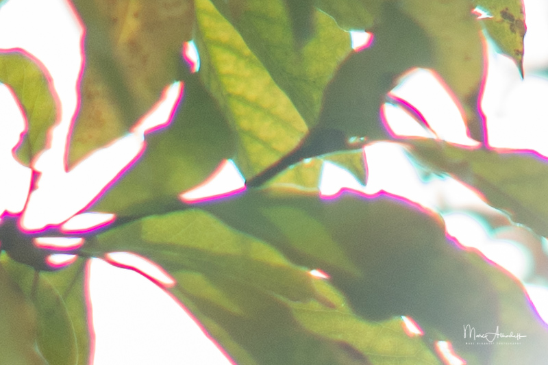 7-Artisans-35mm-F0.95-chromatic-aberration.jpg