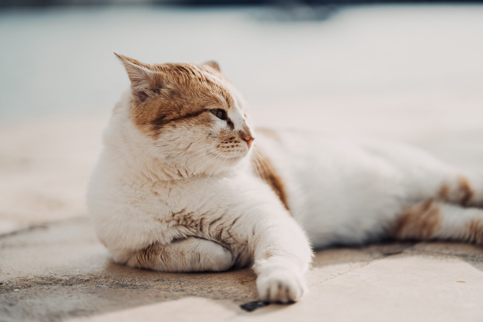 Kedi Fotoğrafları