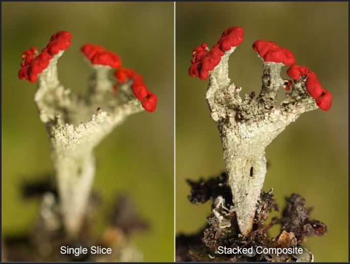Focus Stacking sonyturk.jpg