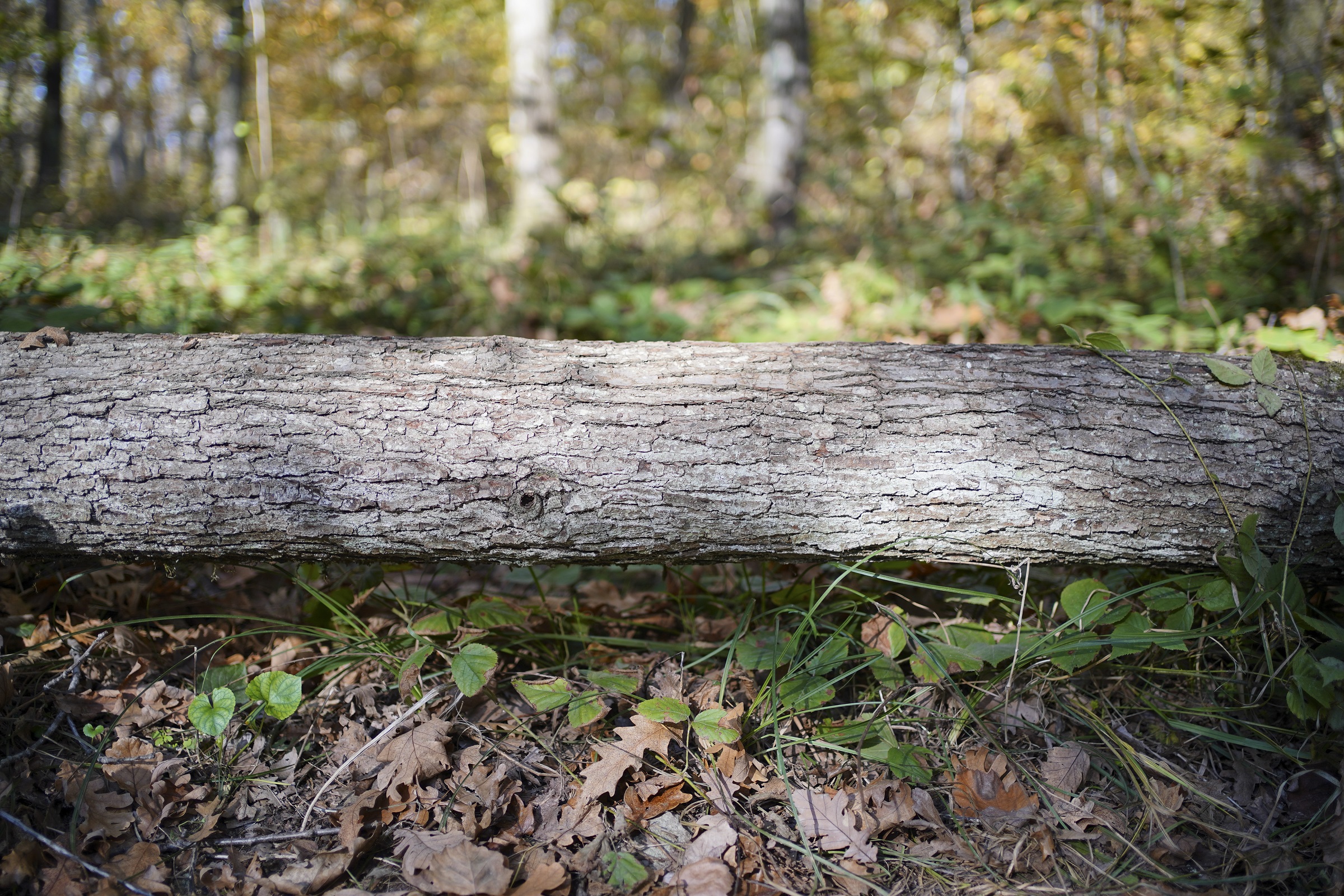 Sony FE 35mm İle Çekilmiş Örnek Fotoğraf