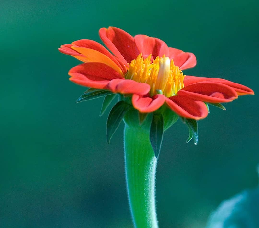 Makro Fotoğraf 3.jpg