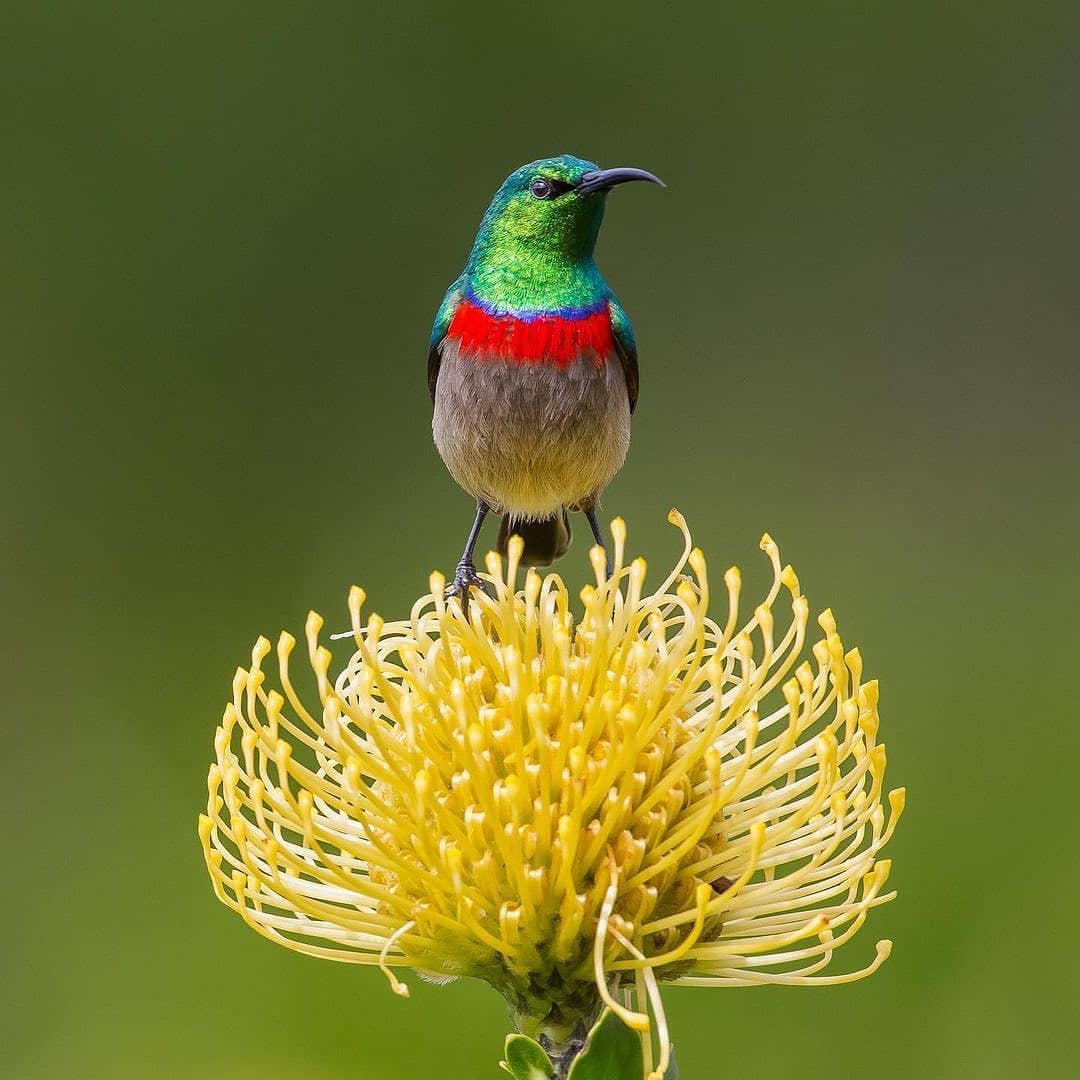 Makro Fotoğraf 4.jpg