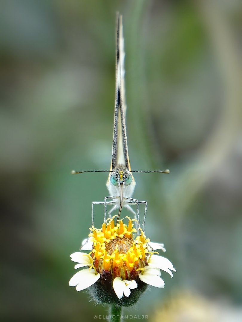 Makro Fotoğraf 8.jpg