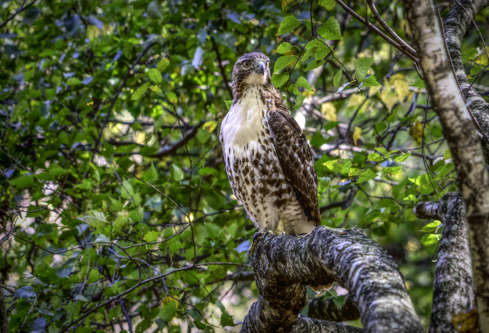 sony-a7-r-24-240-mm.jpg