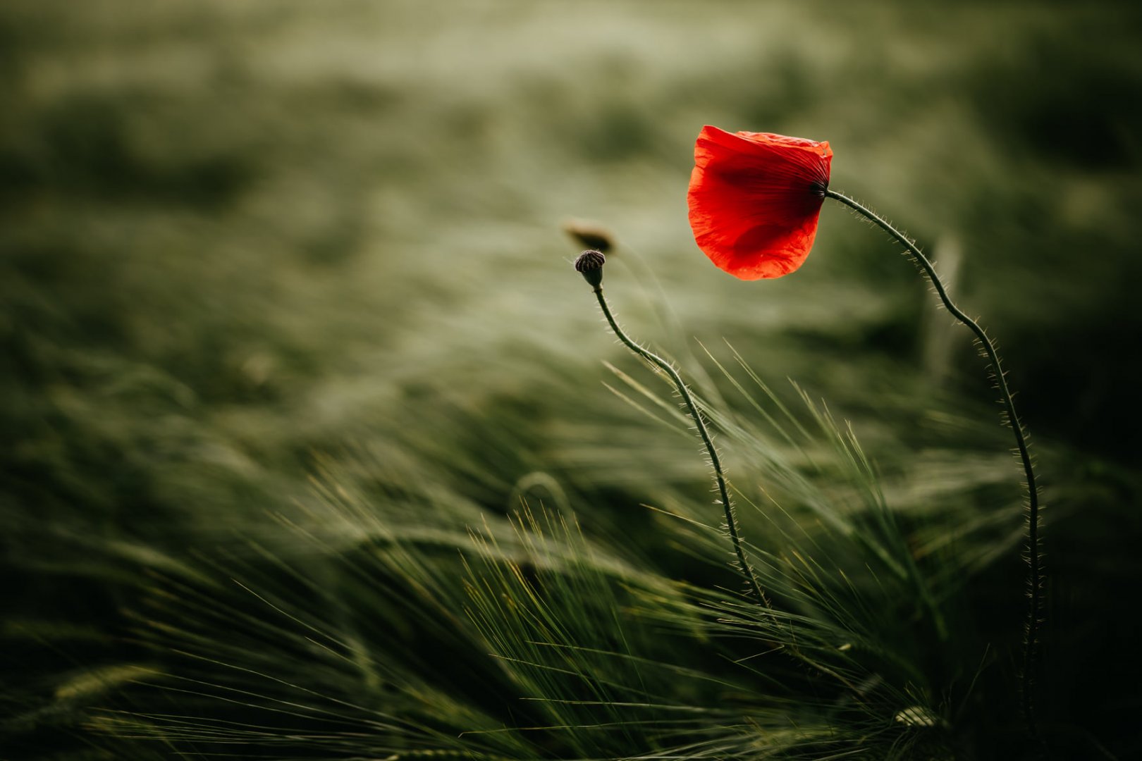 Sony A9 İle Çekilmiş Örnek Fotoğraf 0.jpg