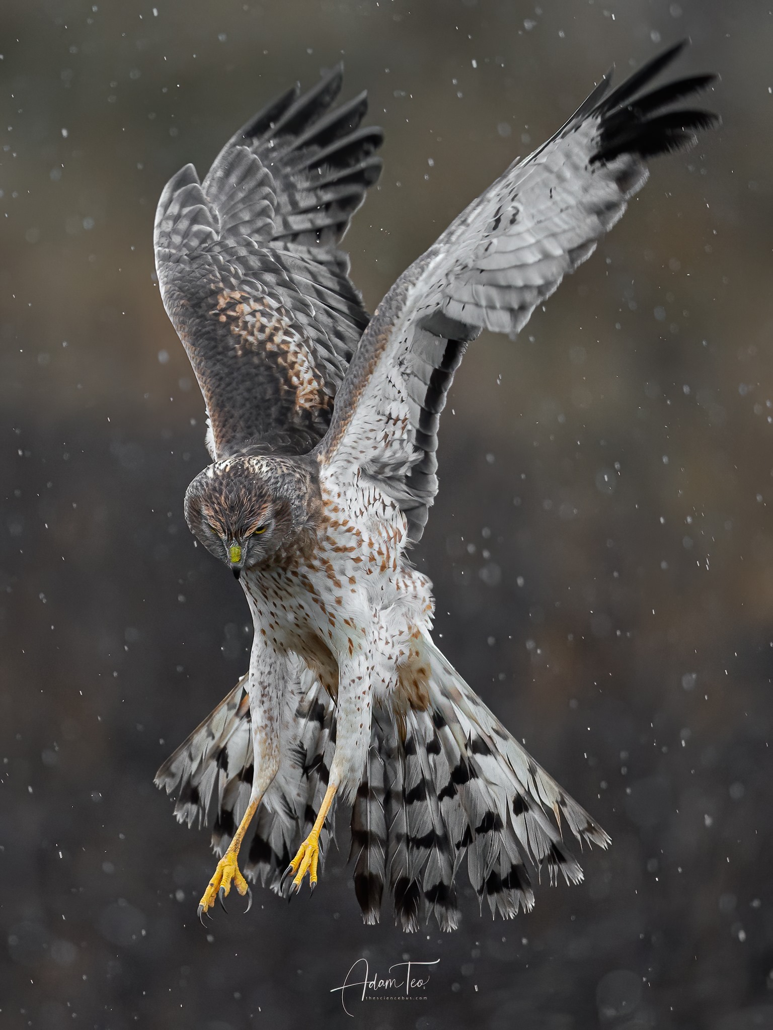 Sony a9 + FE 600mm F4 GM + 2xTC.jpg
