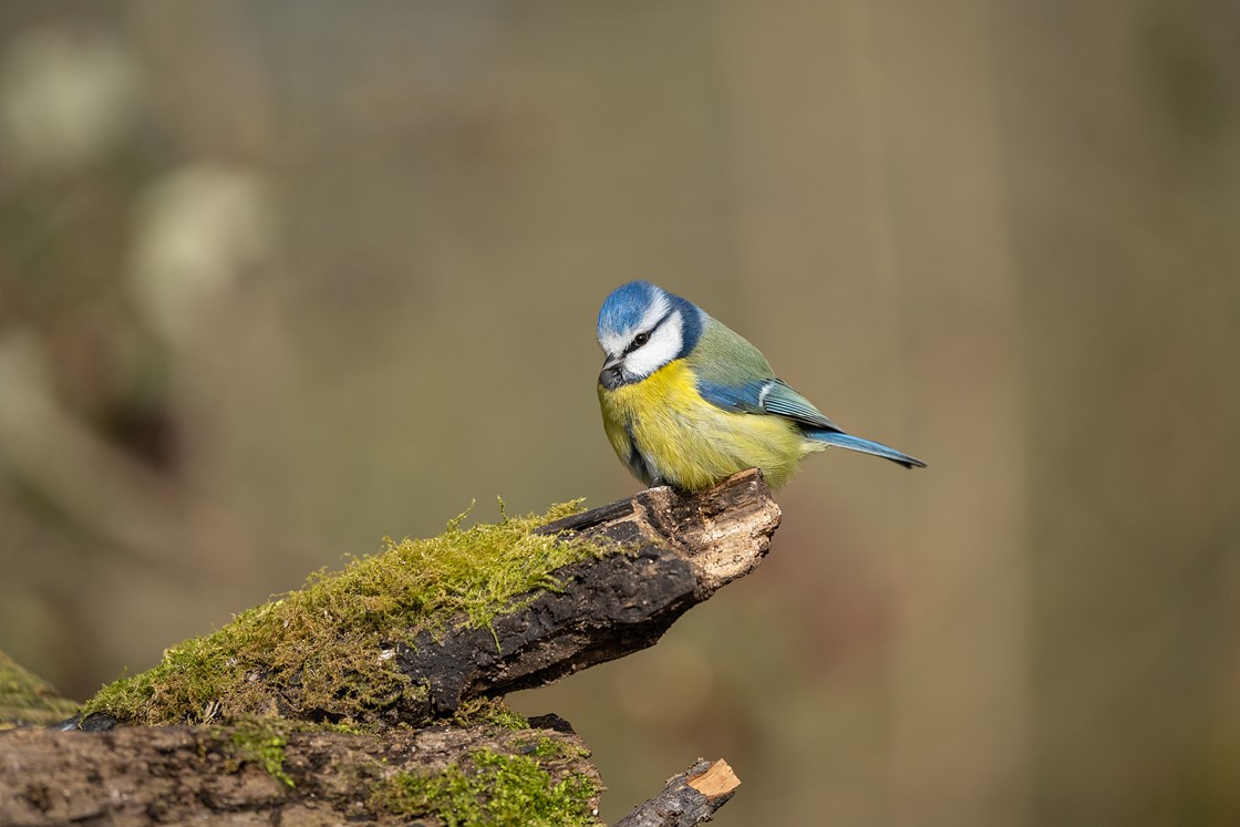Sony FE 200-600mm Örnek Fotoğraf 10.jpg