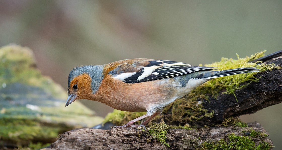 Sony FE 200-600mm Örnek Fotoğraf 11.jpg