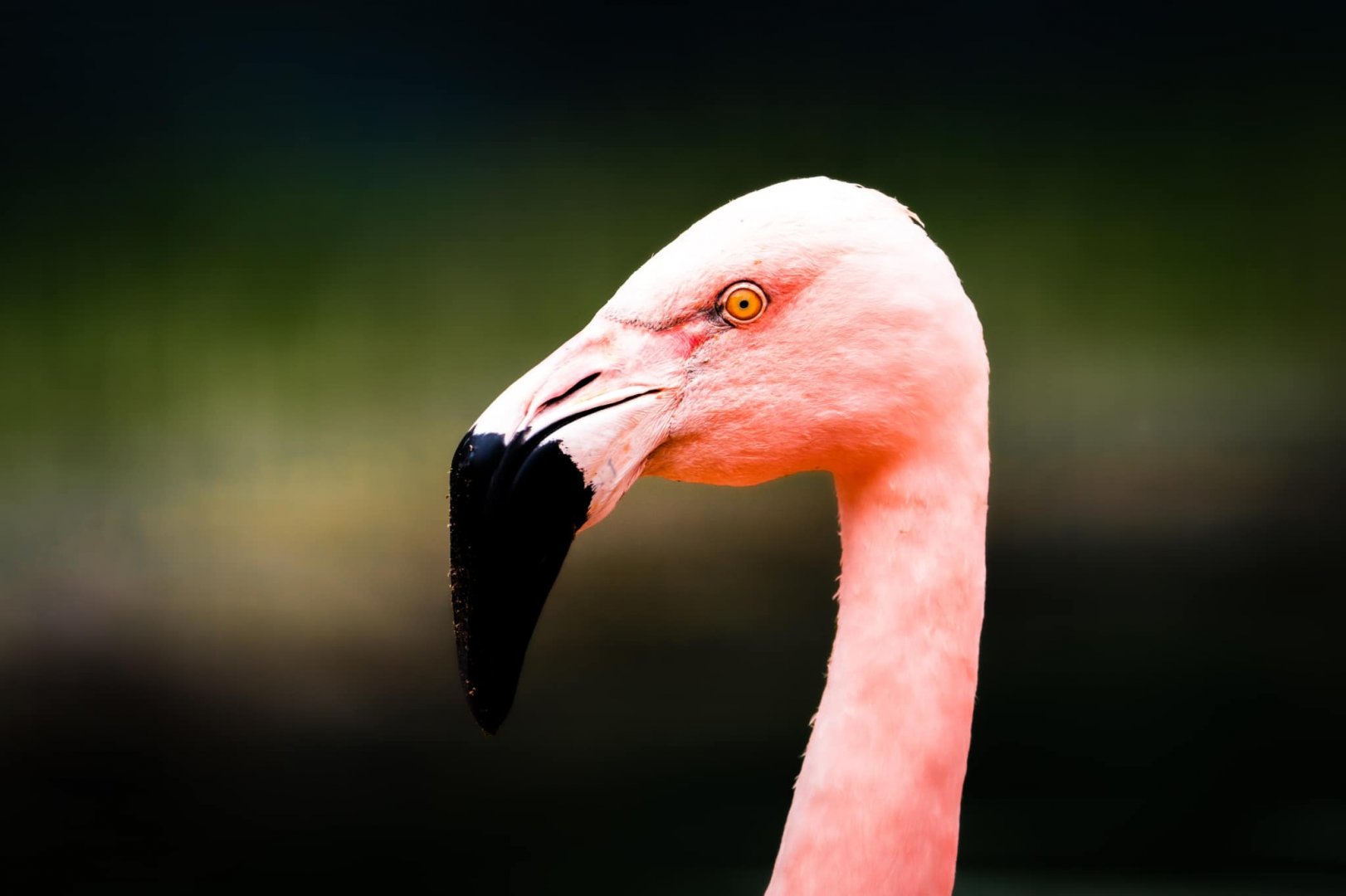Sony FE 200-600mm Örnek Fotoğraf 2.jpg