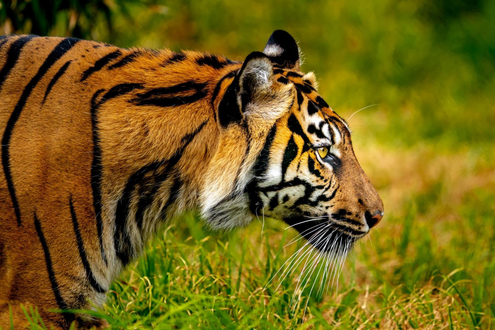 Sony FE 200-600mm Örnek Fotoğraf 6.jpg