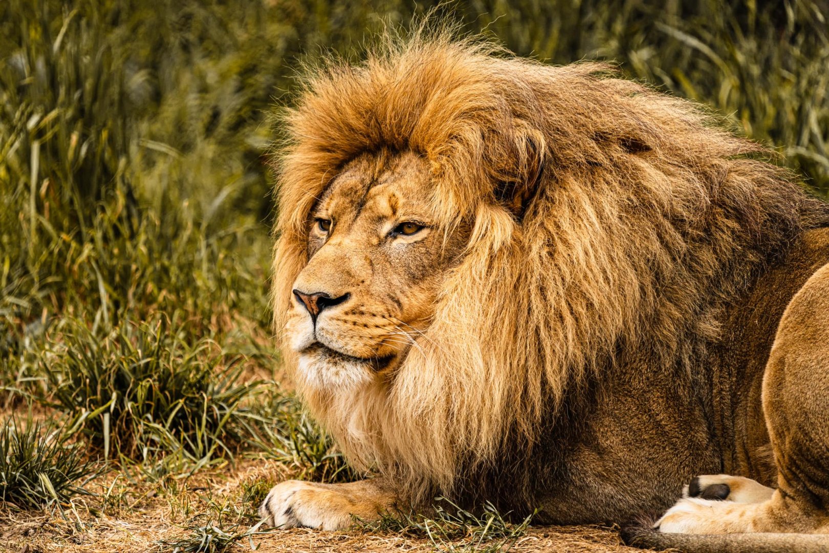 Sony FE 200-600mm Örnek Fotoğraf 7.jpg
