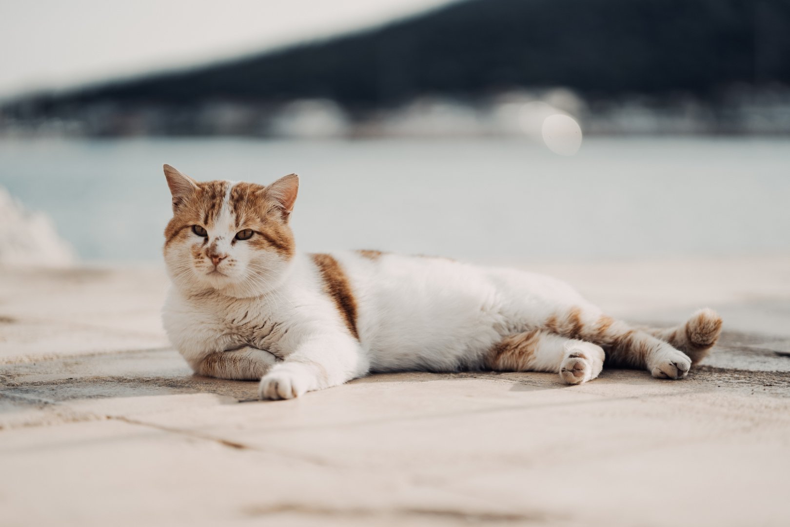 Kedi Fotoğrafı