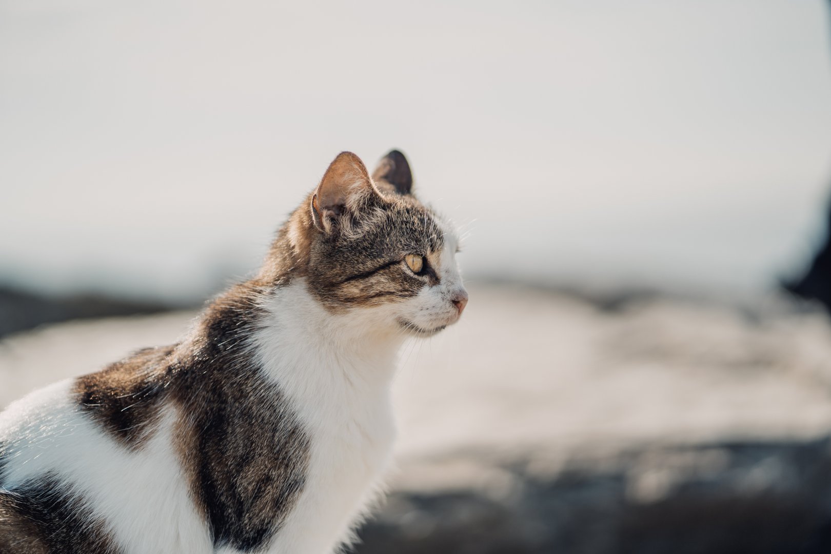En Güzel Kedi Fotoğrafları