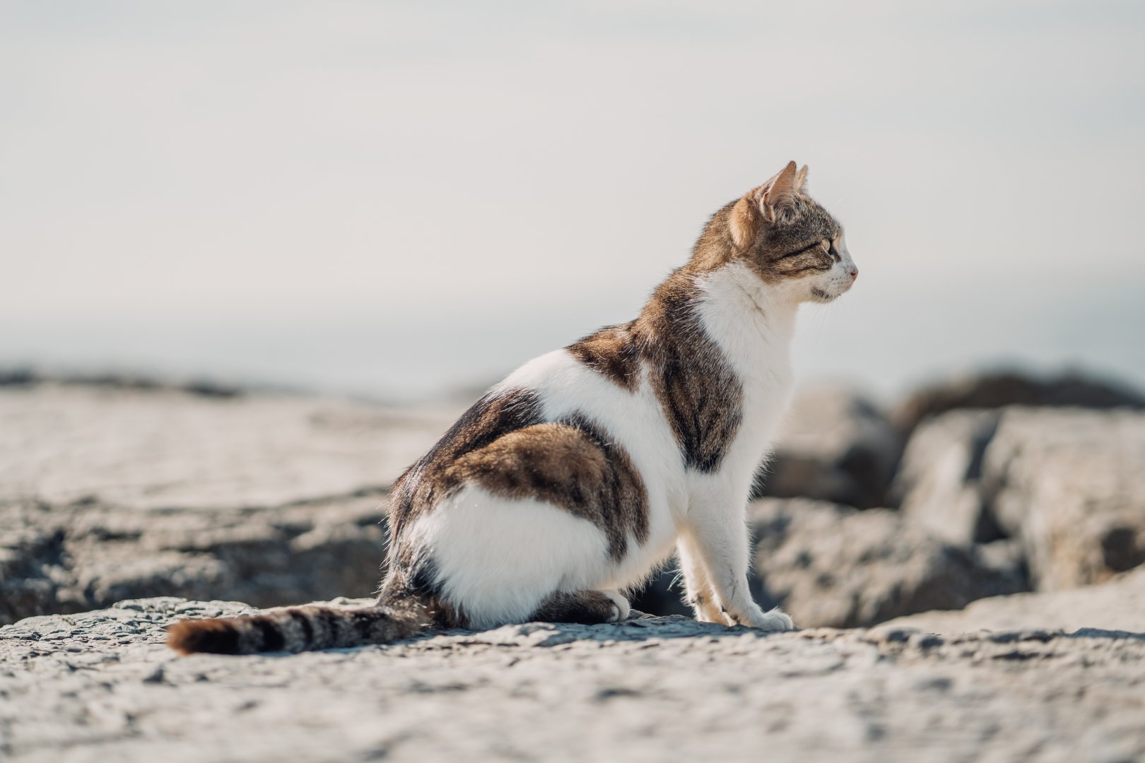 En Güzel Kedi Fotoğrafları