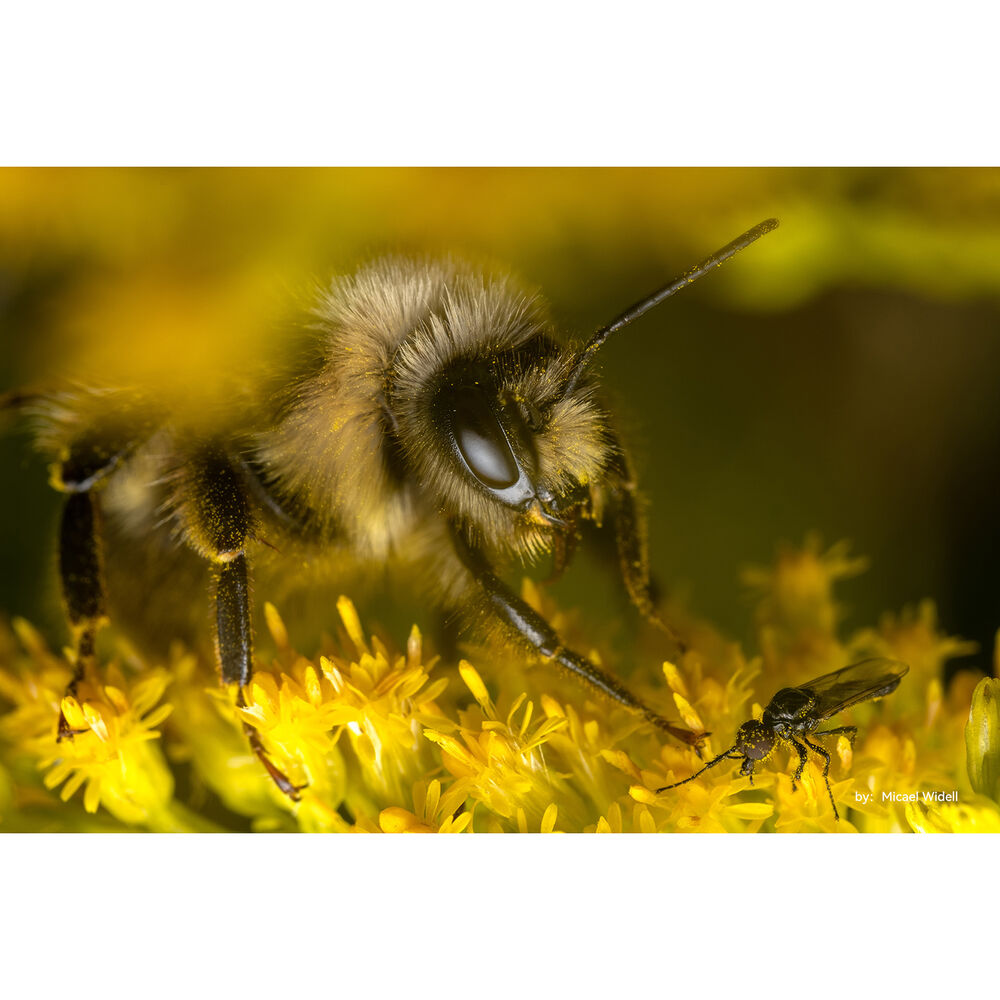 TTArtisan 40mm f2.8 Macro örnek fotoğraf.jpg