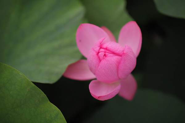 Voigtländer 29mm f0.8-sample-photo-1.jpg