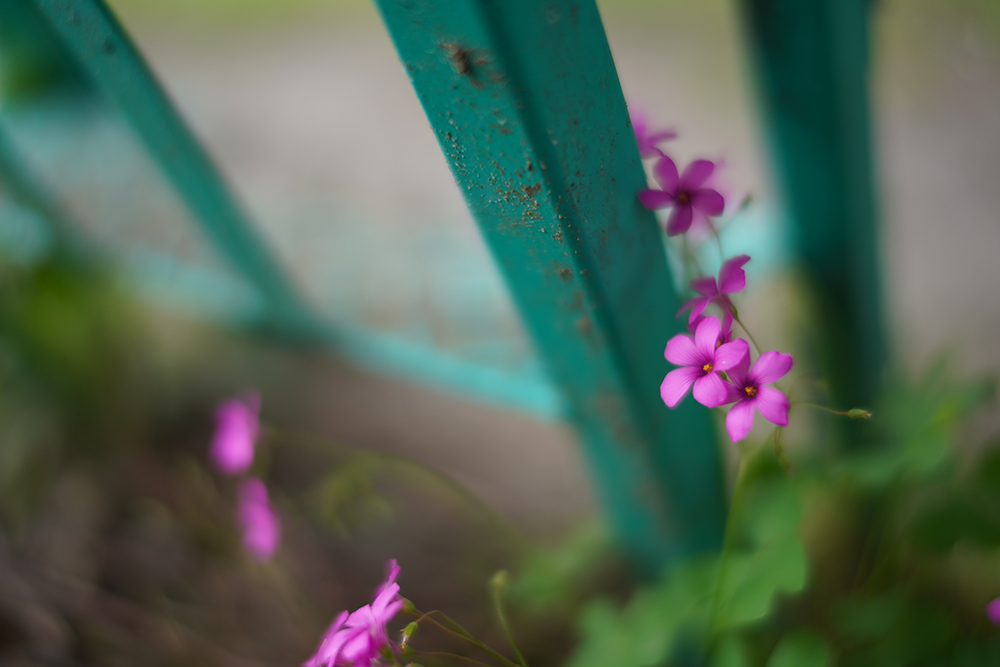 SONY α7RIV f1.2 1/1000 ISO100 Pozlama telafisi ± 0