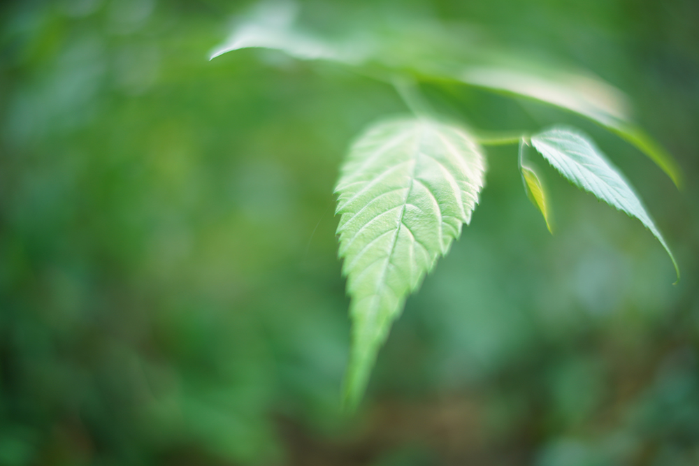 Voigtlander-35mm-f1.2-sample-photos.jpg