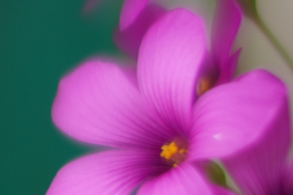 Voigtlander-35mm-f1.2-sample-photos.jpg