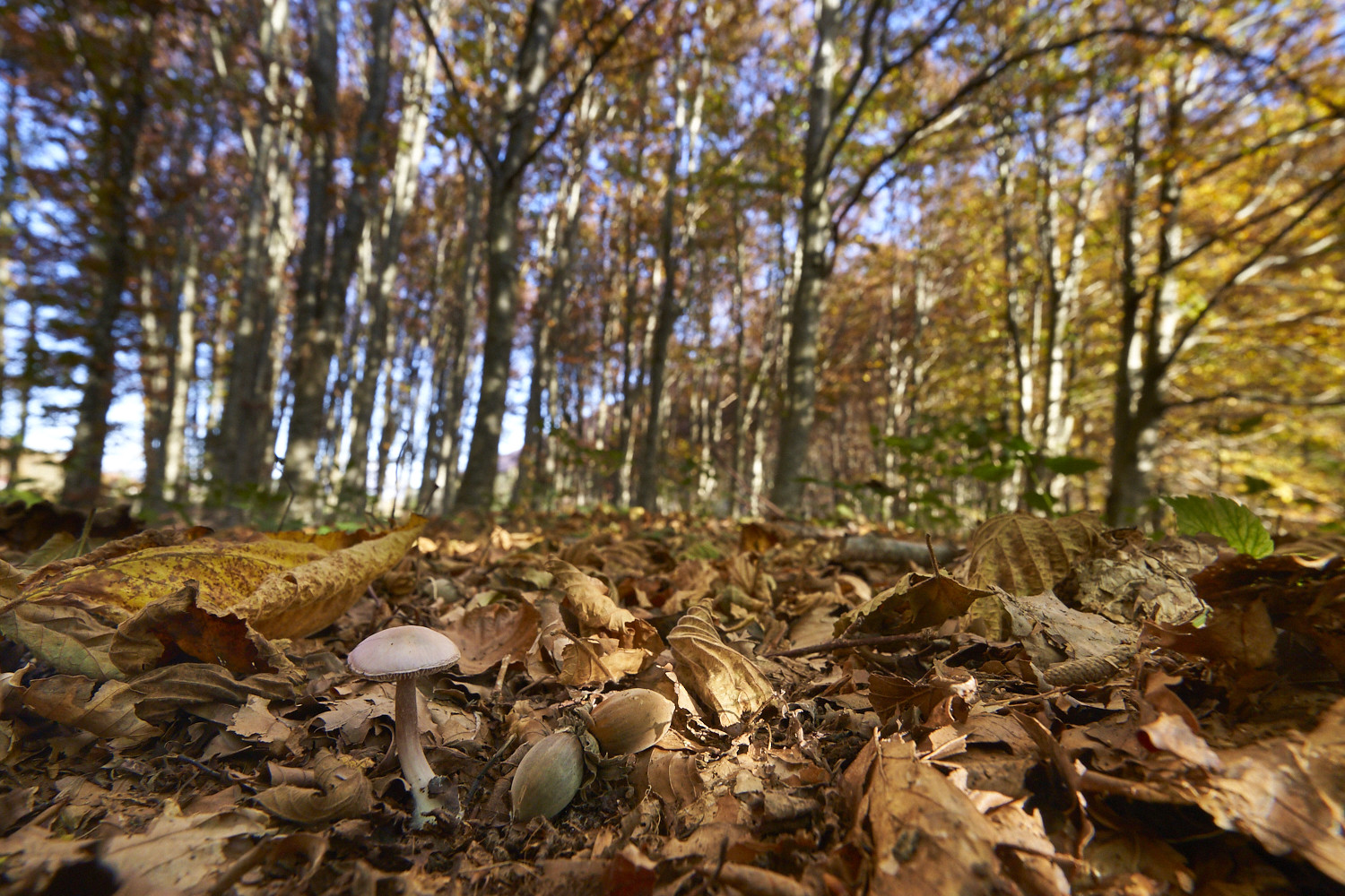 Zeiss 16-35mm f4.jpg