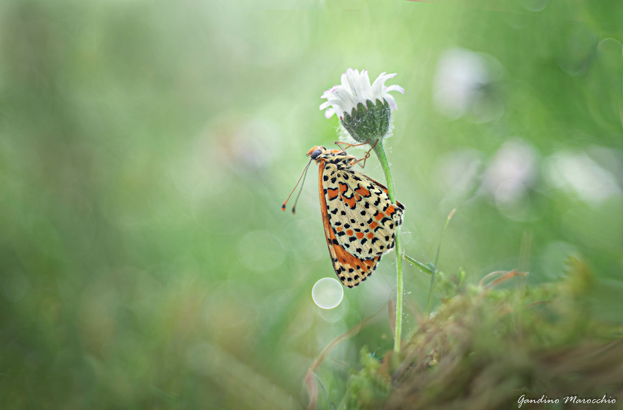 zeiss-50mm-f2.8-örnek-fotograflar.jpg